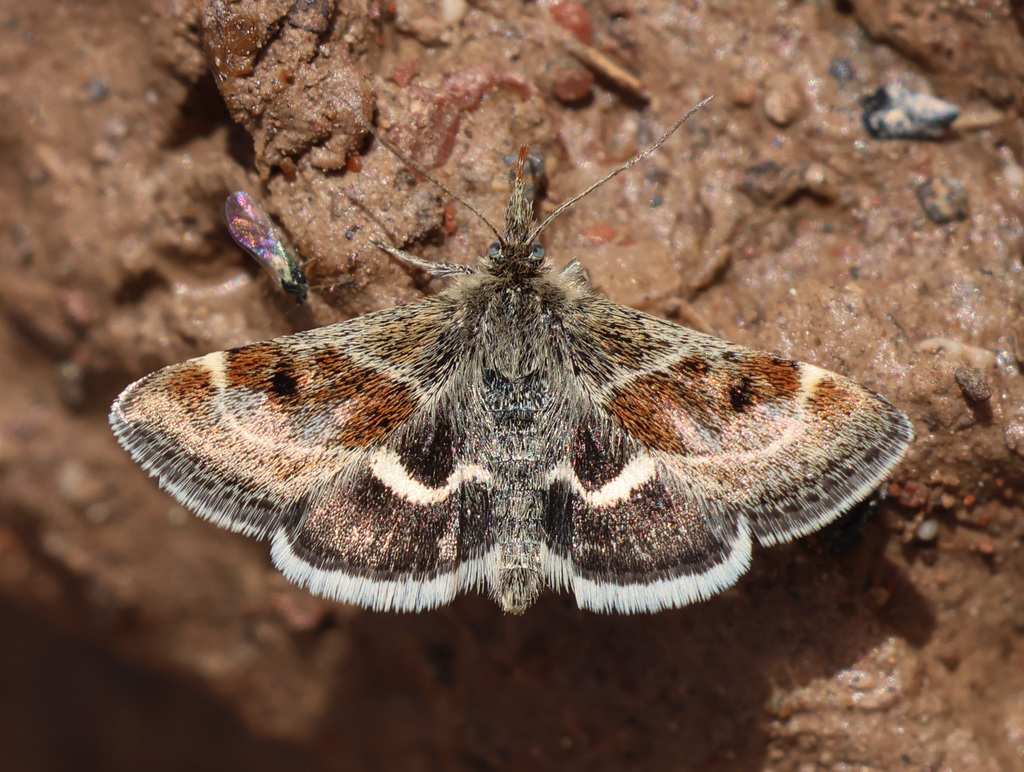 Pyrausta amatalis