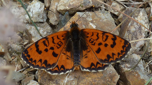 Caucasian Spotted Fritillary
