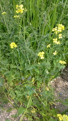 Sisymbrium orientale