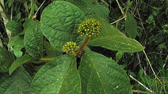 Cordia nodosa