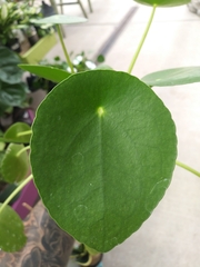 Pilea peperomioides