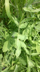 Sisymbrium orientale