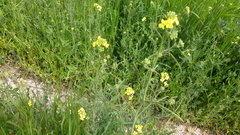 Sisymbrium orientale