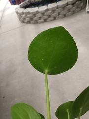 Pilea peperomioides