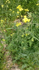 Sisymbrium orientale