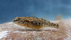 Western Greece Goby photo 3