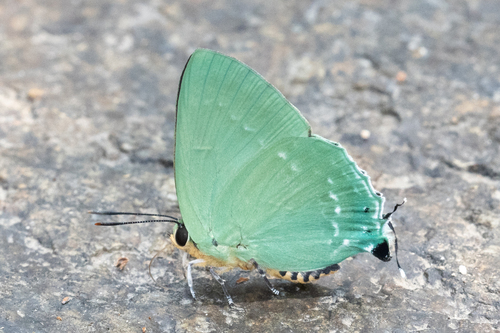 Artipe eryx (Linnaeus, 1771)