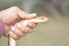 Pituophis deppei