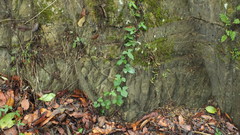 Aristolochia pentandra