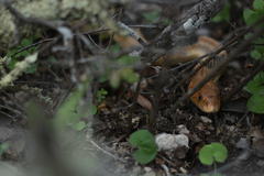 Pituophis deppei