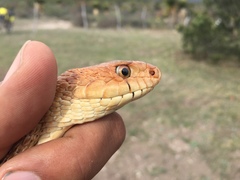 Pituophis deppei