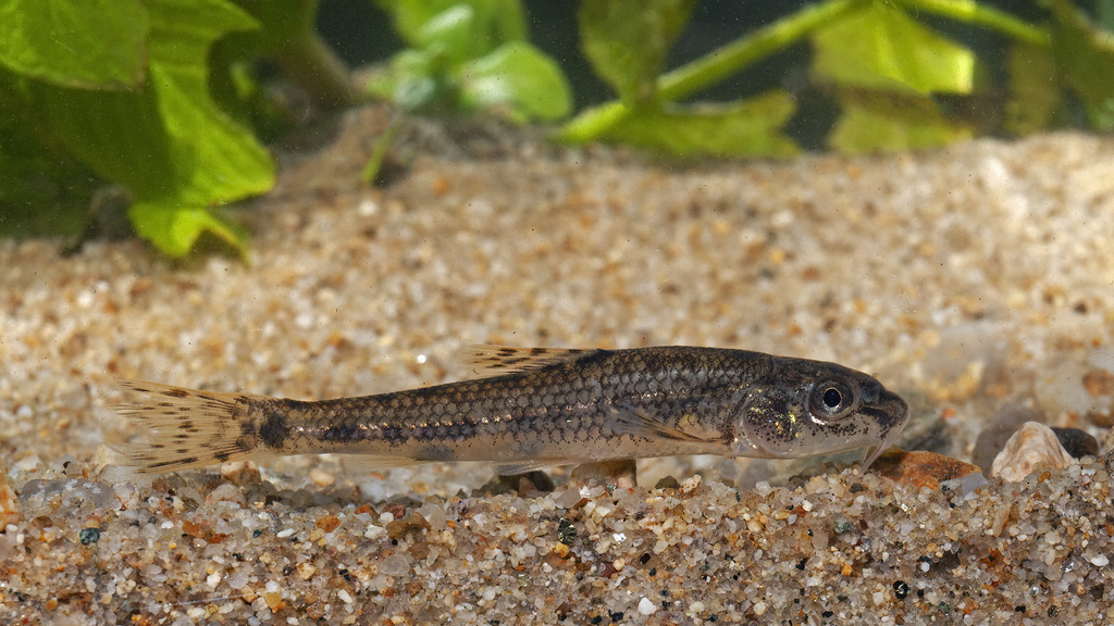 Aegean Gudgeon