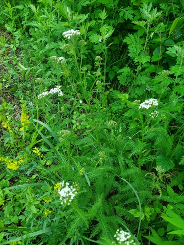 Image of Achillea gracilis by (c) cigazze, some rights reserved (CC BY)