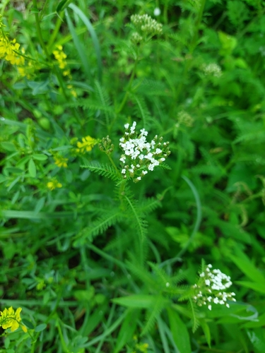 Image of Achillea gracilis by (c) cigazze, some rights reserved (CC BY)