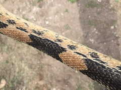 Pituophis deppei