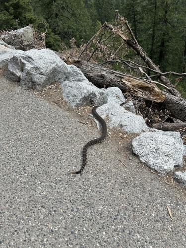 iNaturalist observation photo of Northern Pacific Rattlesnake