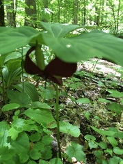 Trillium vaseyi