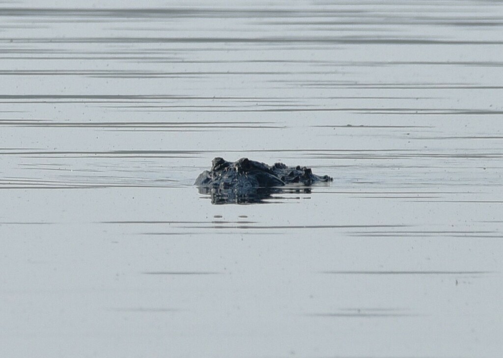 American Alligator from Kurth Lake area on May 19, 2024 by tnewman. I ...