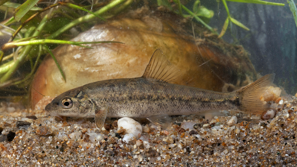 Round-scaled barbel (Barbus cyclolepis) — Cyprinidae