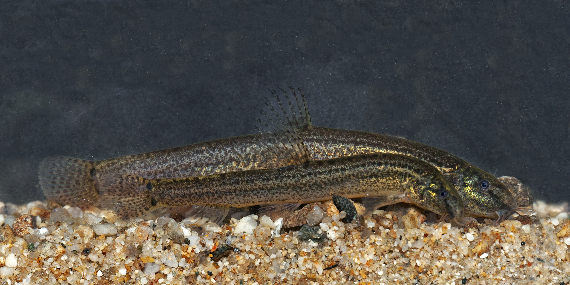 Brown Spined Loach photo 2