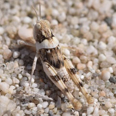 Xeracris minima