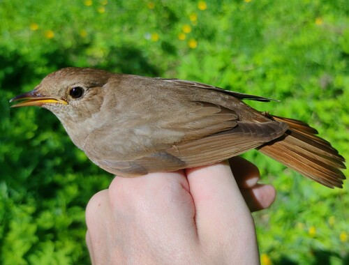 Representative image of Luscinia luscinia