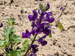 Lupinus odoratus