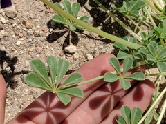 Lupinus odoratus