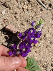 Lupinus odoratus