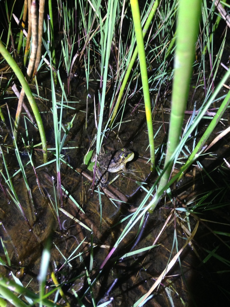 Paraguayan Swimming Frog