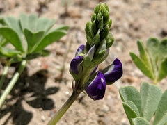 Lupinus odoratus