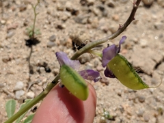 Lupinus odoratus