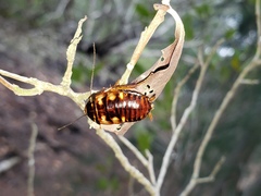 Periplaneta australasiae