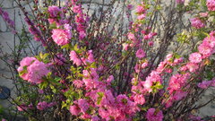 Prunus triloba