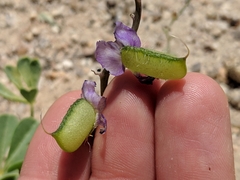 Lupinus odoratus