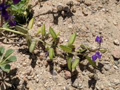 Lupinus odoratus