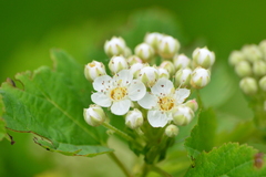 Physocarpus intermedius