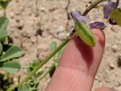 Lupinus odoratus