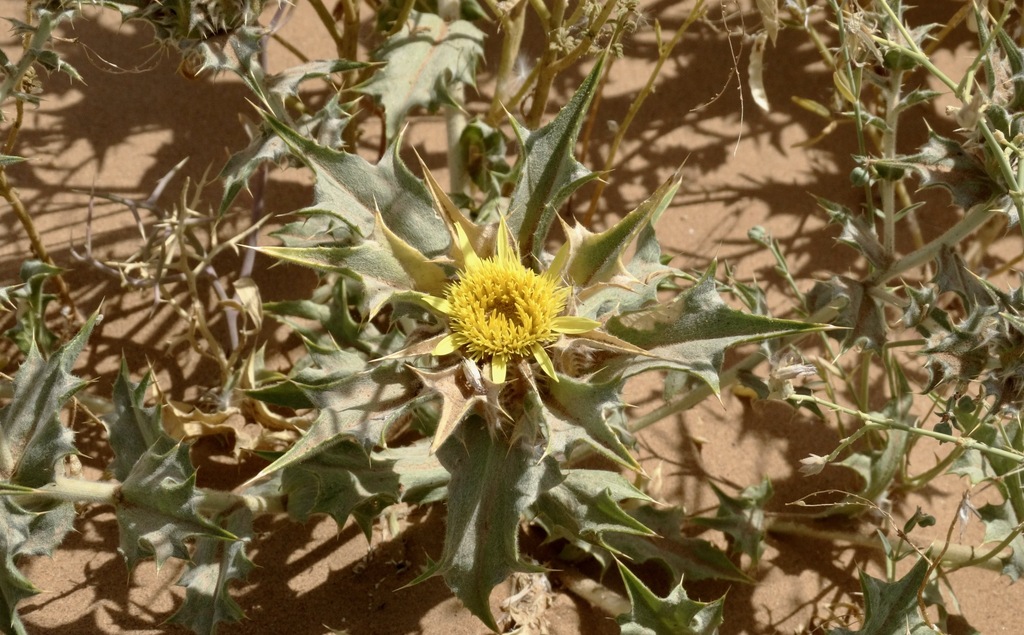 Atractylis babelii