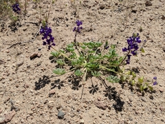 Lupinus odoratus