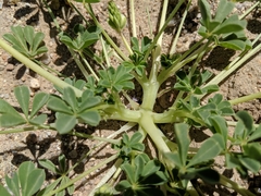 Lupinus odoratus