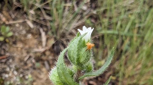 Nonea echioides, photograph 5