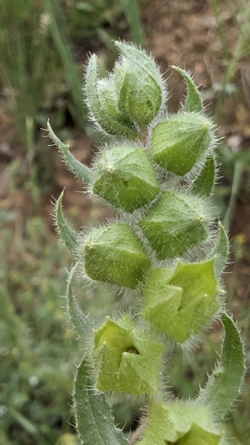 Nonea echioides, photograph 6