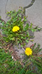 Taraxacum officinale