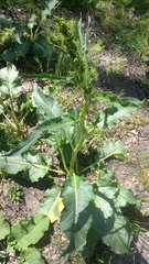 Rumex patientia orientalis