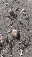 Ruditapes decussatus