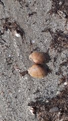 Ruditapes decussatus