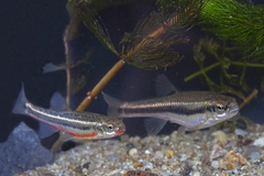 Aegean Minnow photo 2