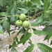 Eastern Black Walnut - Photo (c) George Afghan, some rights reserved (CC BY-NC), uploaded by George Afghan