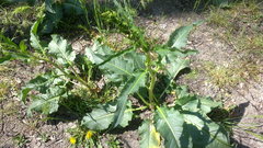 Rumex patientia orientalis